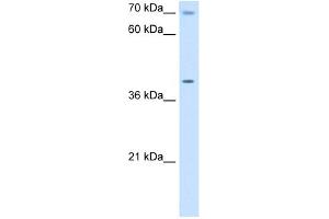 WB Suggested Anti-COX15 Antibody Titration:  5. (COX15 antibody  (N-Term))