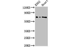 Western Blot Positive WB detected in: K562 whole cell lysate, Rat heart tissue All lanes: L3MBTL2 antibody at 3 μg/mL Secondary Goat polyclonal to rabbit IgG at 1/50000 dilution Predicted band size: 80, 70 kDa Observed band size: 70 kDa (L3MBTL2 antibody  (AA 1-230))