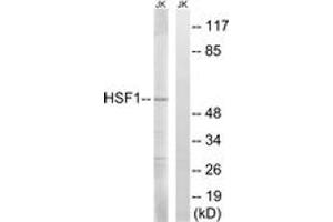 Western blot analysis of extracts from Jurkat cells, using HSF1 (Ab-121) Antibody. (HSF1 antibody  (AA 87-136))