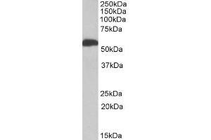 ABIN571253 (1µg/ml) staining of Human Liver lysate (35µg protein in RIPA buffer). (ALDH5A1 antibody  (AA 301-312))