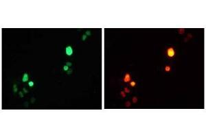 Immunofluorescence (IF) image for anti-Red Fluorescent Protein (RFP) antibody (ABIN1449291) (RFP antibody)