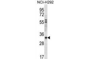 Western Blotting (WB) image for anti-HCLS1 Associated Protein X-1 (HAX1) antibody (ABIN2996652) (HAX1 antibody)