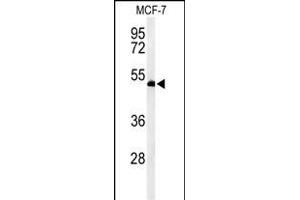 Western blot analysis of RUVBL1 Antibody (ABIN650671 and ABIN2838241) in MCF-7 cell line lysates (35 μg/lane).