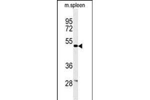 Western blot analysis of CORO6 Antibody (C-term) (ABIN651024 and ABIN2840040) in mouse spleen tissue lysates (35 μg/lane).