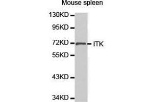 Western Blotting (WB) image for anti-IL2-Inducible T-Cell Kinase (ITK) antibody (ABIN1873325)
