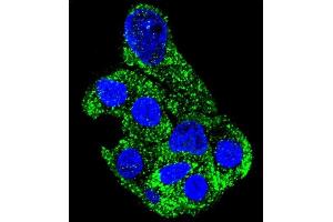 Confocal immunofluorescent analysis of SH2D4B Antibody (C-term) (ABIN655845 and ABIN2845257) with HepG2 cell followed by Alexa Fluor 488-conjugated goat anti-rabbit lgG (green). (SH2D4B antibody  (C-Term))