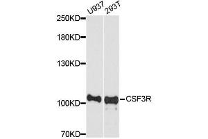Western blot analysis of extracts of various cell lines, using CSF3R antibody. (CSF3R antibody  (AA 650-750))