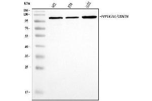 Western blot analysis of GADD34/PPP1R15A using anti-GADD34/PPP1R15A antibody (ABIN7603218).