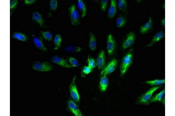 UQCR11 antibody  (AA 1-56)