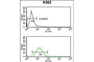 GPR50 Antibody (Center) (ABIN653292 and ABIN2842798) flow cytometry analysis of K562 cells (bottom histogram) compared to a negative control cell (top histogram).