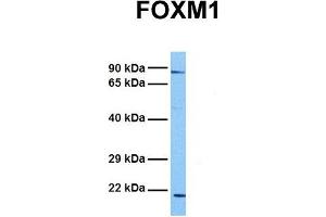 Western Blotting (WB) image for anti-Forkhead Box M1 (FOXM1) (Middle Region) antibody (ABIN2792172)
