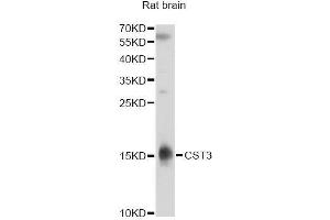 Western blot analysis of extracts of rat brain, using CST3 antibody. (CST3 antibody)