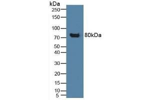 Detection of CD42b in Human Lymphocytes Cells using Polyclonal Antibody to Cluster Of Differentiation 42b (CD42b) (CD42b antibody  (AA 19-291))
