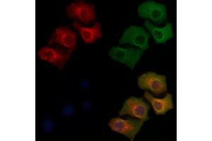 ABIN6259581 and ABIN6275562 staining Hela cells by IF/ICC. (SH2D5 antibody  (C-Term))