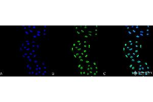 Immunocytochemistry/Immunofluorescence analysis using Mouse Anti-PP5 Monoclonal Antibody, Clone 2E11 . (PP5 antibody  (Alkaline Phosphatase (AP)))