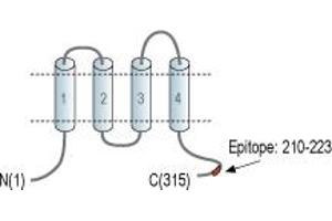 Representative domain view of the target of ABIN7042991.