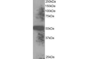 ABIN185279 staining (0. (TXNDC5 antibody  (C-Term))