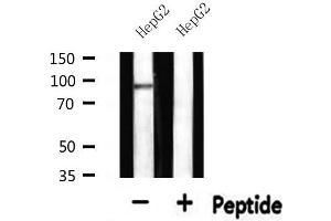 Western Blotting (WB) image for anti-Minichromosome Maintenance Complex Component 5 (MCM5) (N-Term) antibody (ABIN6263163)