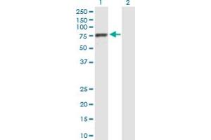 BRF1 antibody  (AA 1-473)