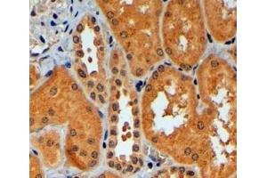 ABIN184970 (4µg/ml) staining of paraffin embedded Human Kidney.