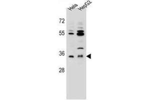 AKR1C3 Antibody (Center) western blot analysis in Hela,HepG2 cell line lysates (35ug/lane). (AKR1C3 antibody  (Middle Region))