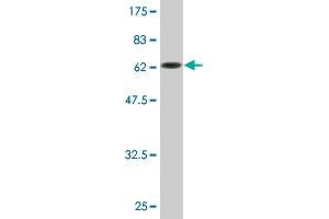 Western Blot detection against Immunogen (64. (NFKBIB antibody  (AA 1-356))