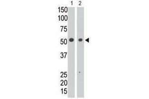 Image no. 1 for anti-Sialic Acid Binding Ig-Like Lectin 7 (SIGLEC7) (N-Term) antibody (ABIN357158) (SIGLEC7 antibody  (N-Term))