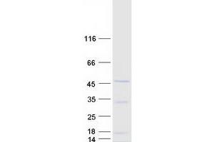 Validation with Western Blot (ARL13B Protein (Transcript Variant 2) (Myc-DYKDDDDK Tag))