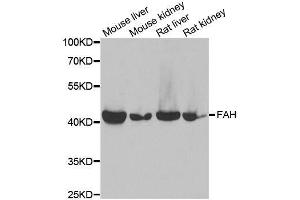 FAH antibody  (AA 1-419)