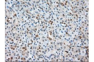 Immunohistochemical staining of paraffin-embedded Human liver tissue using anti-BSG mouse monoclonal antibody. (CD147 antibody)