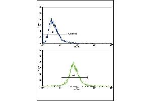 Flow cytometric analysis of CEM cells using AOC3 Antibody (Center)(bottom histogram) compared to a negative control cell (top histogram).