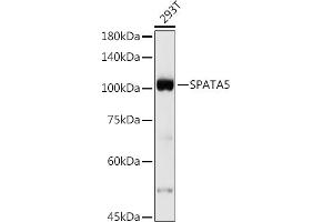 Western blot analysis of extracts of 293T cells, using SP antibody (ABIN7270524) at 1:500 dilution. (SPATA5 antibody)