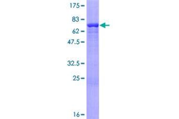 OAS1 Protein (AA 1-400) (GST tag)