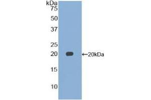 Western blot analysis of recombinant Mouse GDF15. (GDF15 antibody  (AA 193-296))