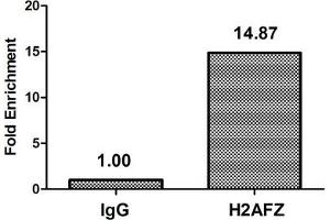 Chromatin Immunoprecipitation Hela (4*10 6 ) were treated with Micrococcal Nuclease, sonicated, and immunoprecipitated with 5 μg anti-H2AFZ (ABIN7139600) or a control normal rabbit IgG. (H2AFZ antibody  (meLys4))