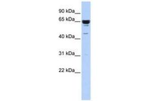 Image no. 1 for anti-Zinc Finger Protein 587 (ZNF587) (C-Term) antibody (ABIN6740623) (ZNF587 antibody  (C-Term))