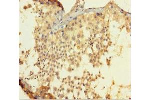 Immunohistochemistry of paraffin-embedded human testis tissue using ABIN7145308 at dilution of 1:100