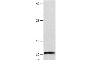 Western Blot analysis of Hela cell using NPY Polyclonal Antibody at dilution of 1:250 (NPY antibody)