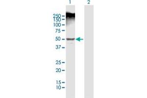 Western Blot analysis of LEFTY1 expression in transfected 293T cell line by LEFTY1 MaxPab polyclonal antibody. (LEFTY1 antibody  (AA 1-366))