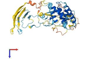 Complement Component 3 Precursor Pseudogene (C3P1) (AA 1-363) protein (His tag)