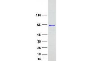 Validation with Western Blot (APEX2 Protein (Myc-DYKDDDDK Tag))
