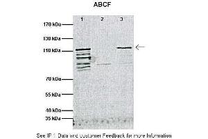 Immunoprecipitation (IP) image for anti-ATP-Binding Cassette, Sub-Family F (GCN20), Member 1 (ABCF1) (C-Term) antibody (ABIN2781500) (ABCF1 antibody  (C-Term))
