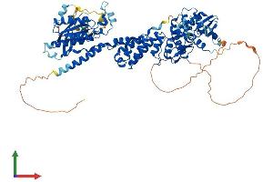 AlphaFold protein structure predicition of Human Recombinant RHOBTB2 Protein, UniprotID Q9BYZ6