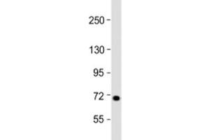 Western blot testing of human 293T/17 cell lysate with L3MBTL4 antibody at 1:2000. (L3MBTL4 antibody  (AA 588-622))