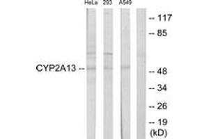 Western blot analysis of extracts from HeLa/293/A549 cells, using Cytochrome P450 2A13 Antibody. (CYP2A13 antibody  (AA 311-360))