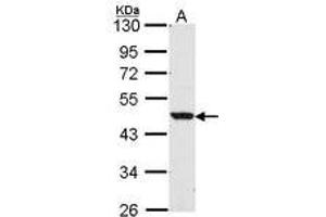 Image no. 1 for anti-Nuclear Receptor Subfamily 1, Group H, Member 2 (NR1H2) (AA 1-15) antibody (ABIN467473) (NR1H2 antibody  (AA 1-15))
