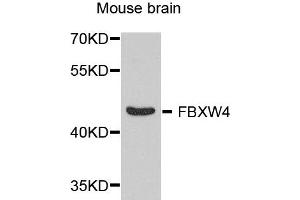 Western blot analysis of extract of various cells, using FBXW4 antibody.