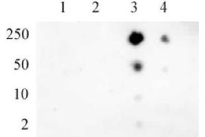 RNA pol II CTD phospho Ser5 pAb tested by dot blot analysis. (Rpb1 CTD antibody  (pSer5, Ser5))
