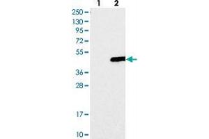 Western blot analysis of Lane 1: Negative control (vector only transfected HEK293T lysate), Lane 2: Over-expression Lysate (Co-expressed with a C-terminal myc-DDK tag (~3. (YIPF3 antibody)