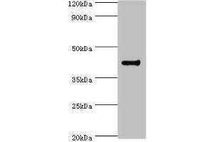 Western blot All lanes: RGS20 antibody at 8 μg/mL + Mouse brain tissue Secondary Goat polyclonal to rabbit IgG at 1/10000 dilution Predicted band size: 44, 32, 22, 18, 26, 28 kDa Observed band size: 44 kDa